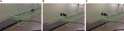 Effects of jump height on forelimb landing forces in border collies